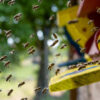 Bienenflug